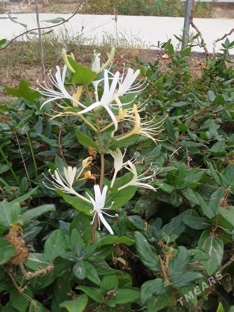 Jasmin çyrmaşyk - Täze zaman - img 2