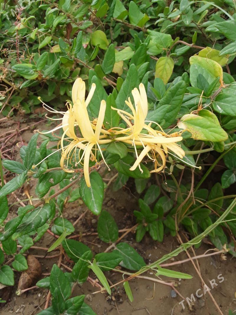 Jasmin çyrmaşyk - Täze zaman - img 1