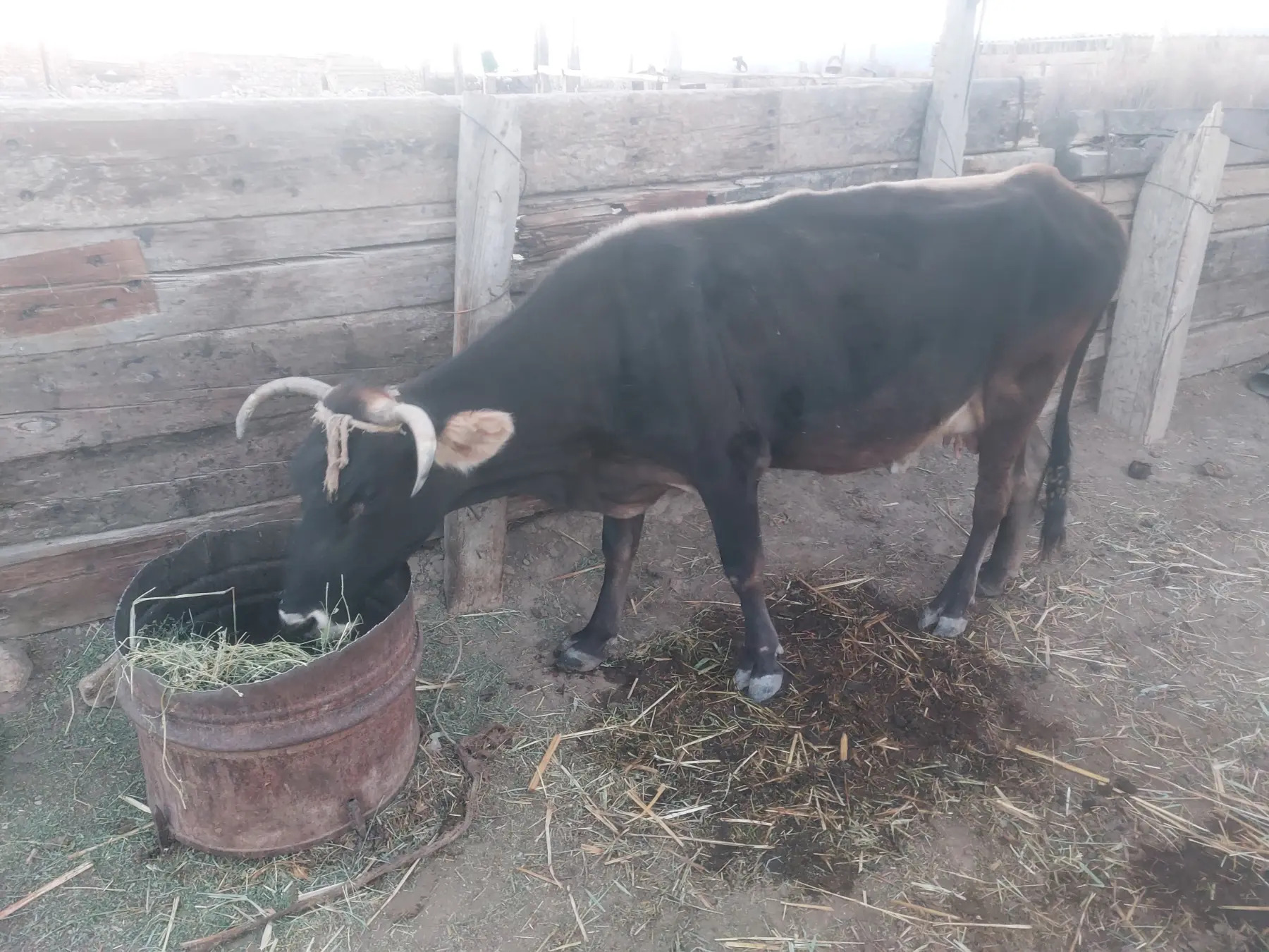 goleli sygyr - Гызыларбат - img 2