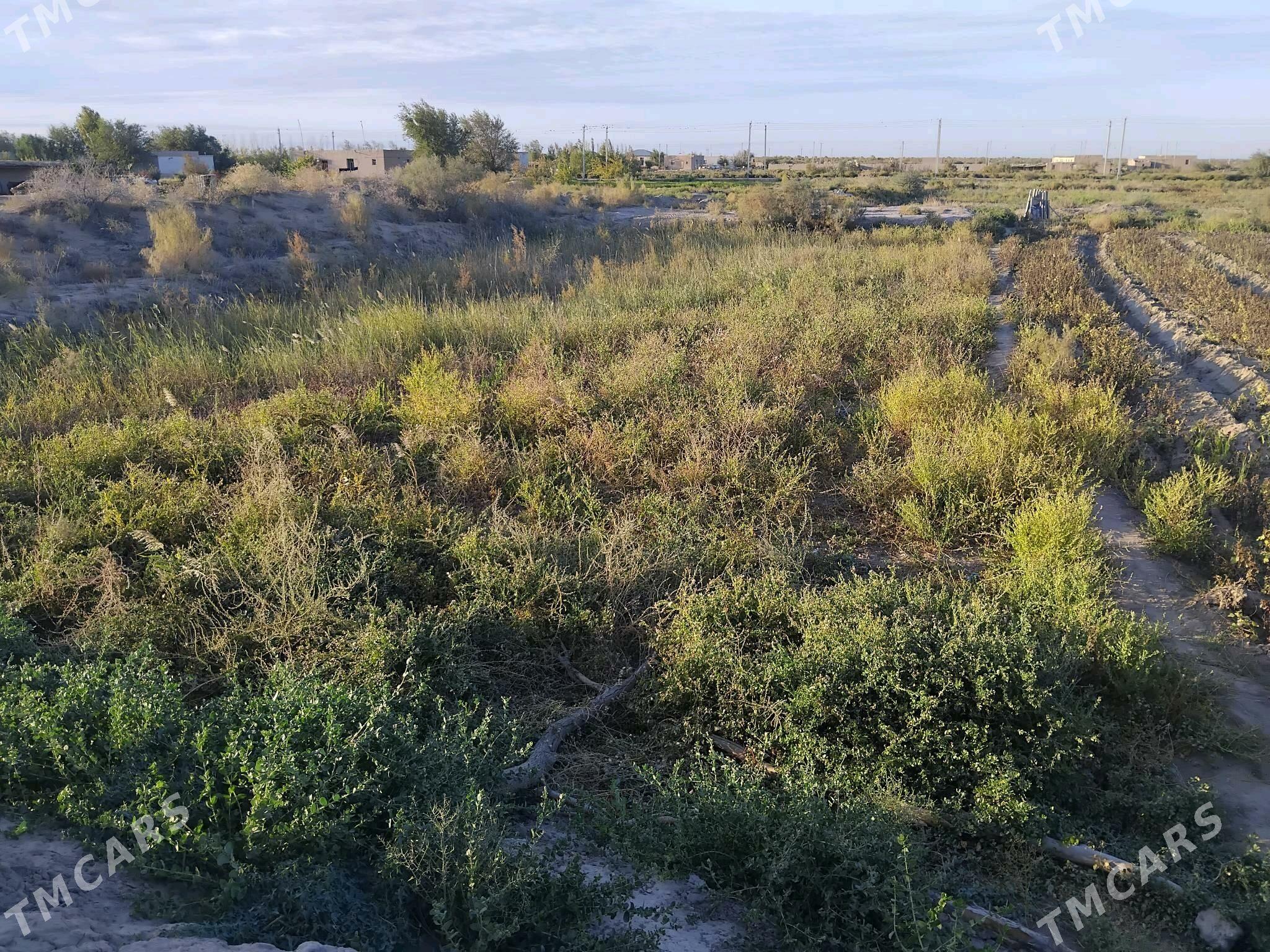 Satlyk jay - Gurbansoltan Eje - img 1