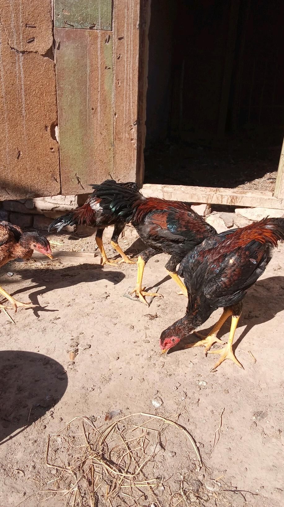 horaz - Гурбансолтан Едже - img 3