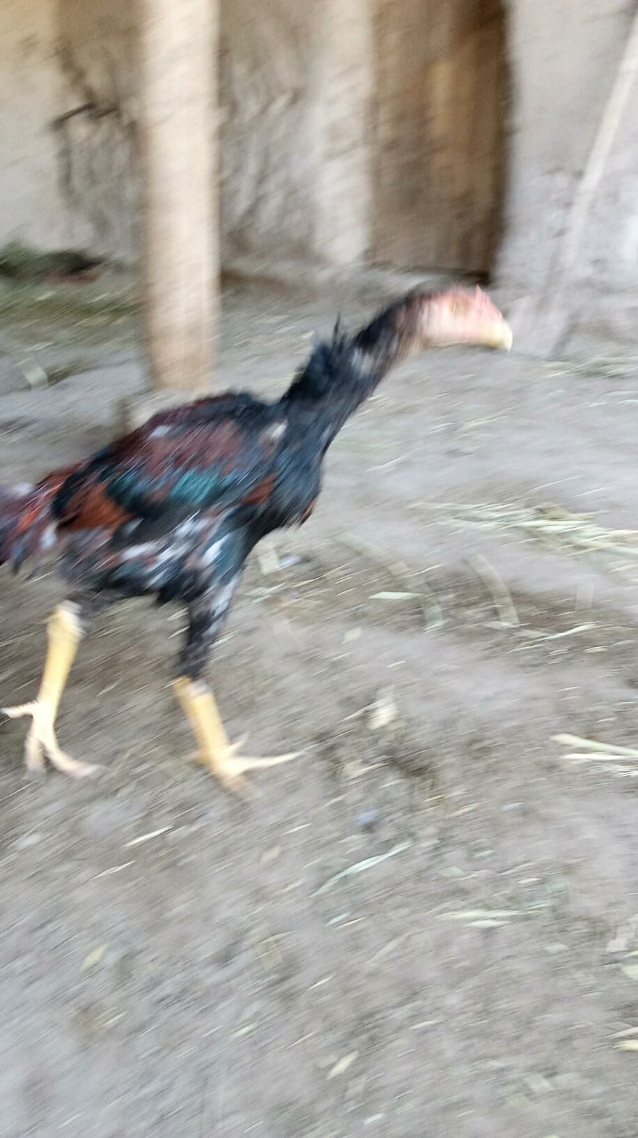 horaz - Гурбансолтан Едже - img 1