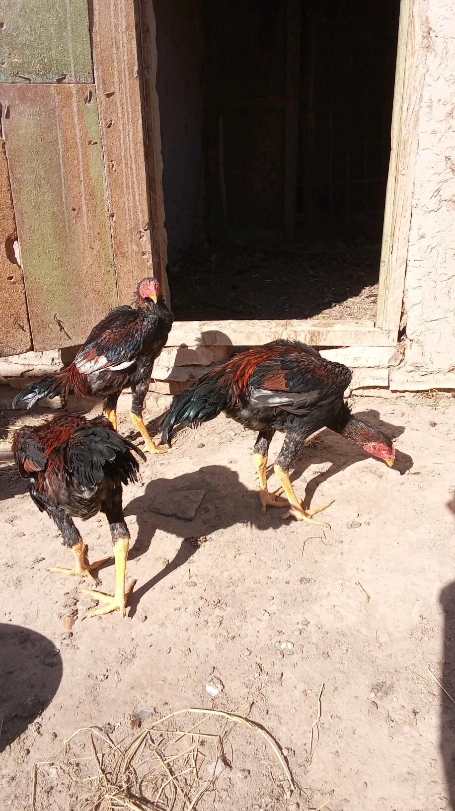 horaz - Гурбансолтан Едже - img 2