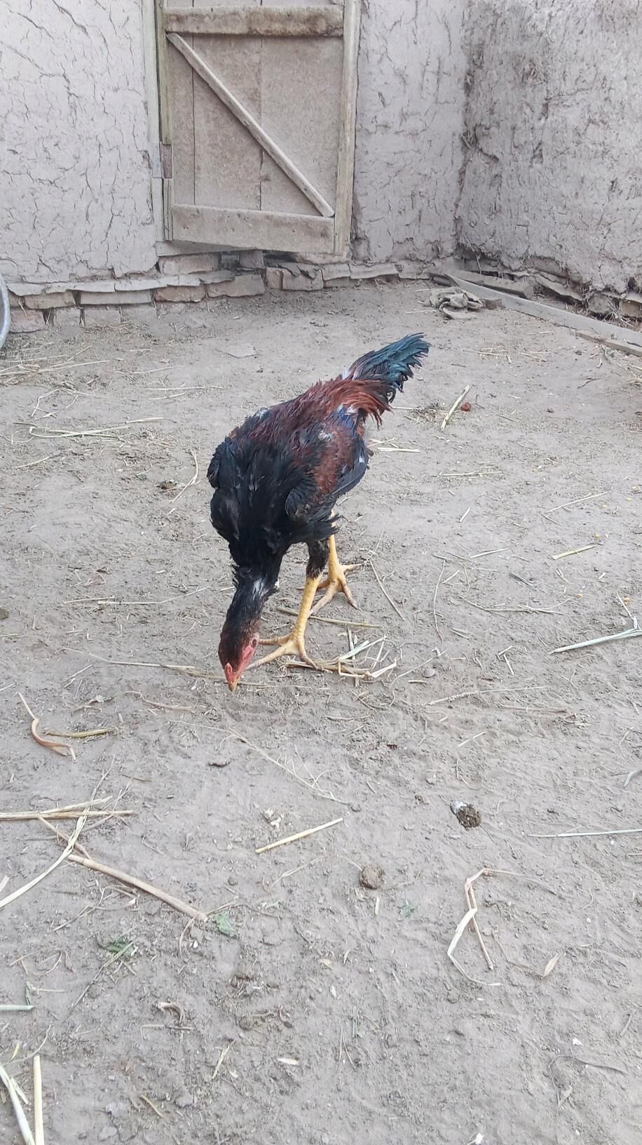 horaz - Гурбансолтан Едже - img 4