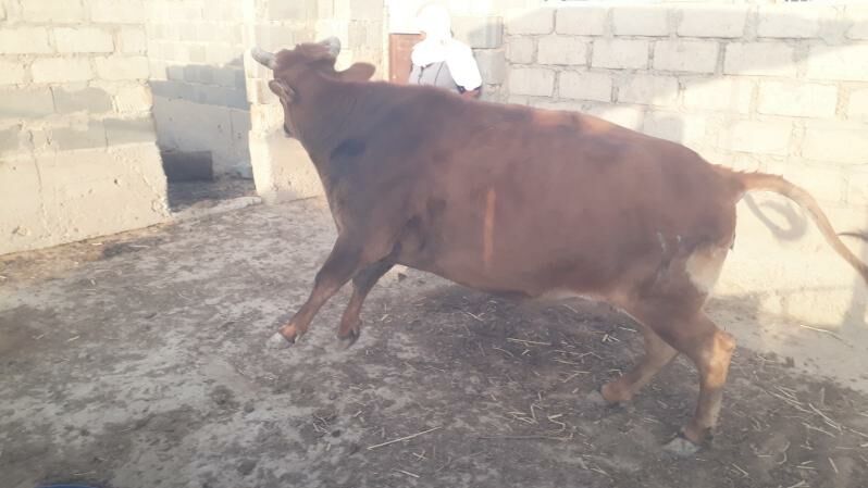 Sygyr - Esenguly - img 2