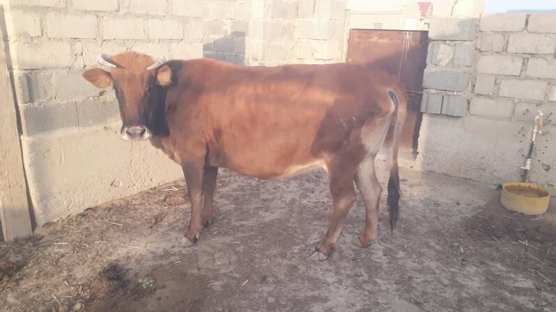 Sygyr - Esenguly - img 5