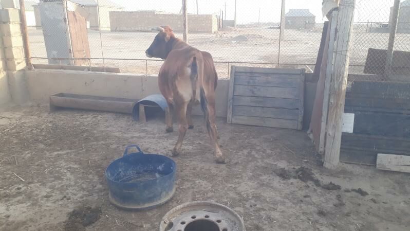 Sygyr - Esenguly - img 3