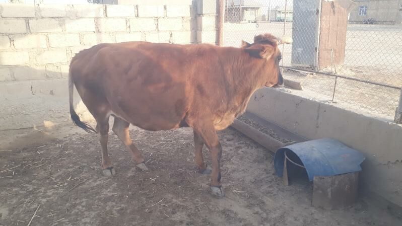 Sygyr - Esenguly - img 4