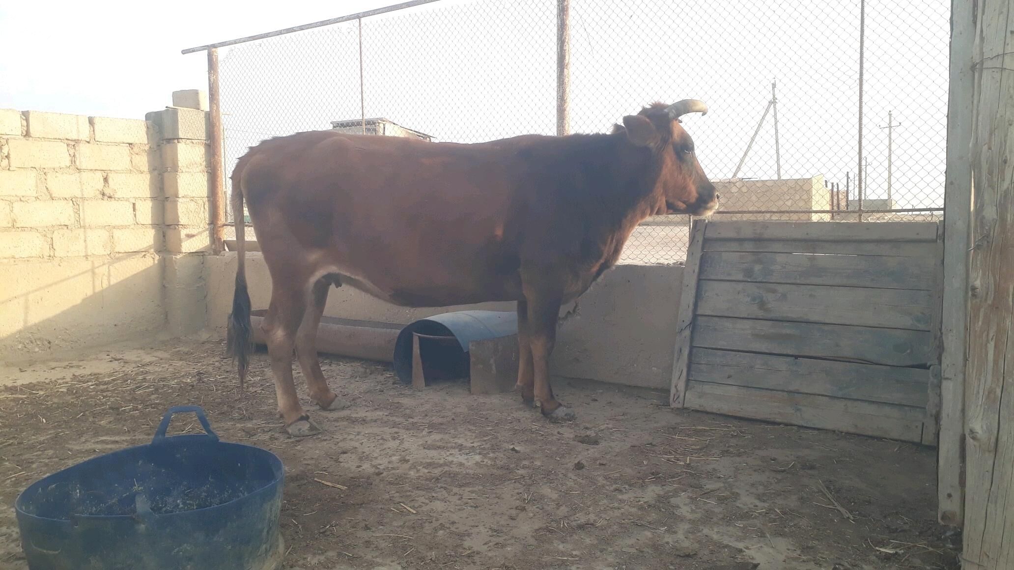 Sygyr - Esenguly - img 6