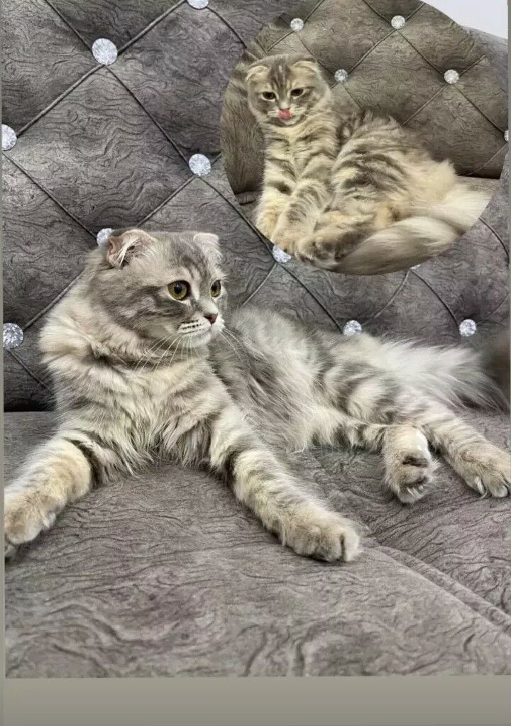 Satlanskiy posik - Дашогуз - img 2