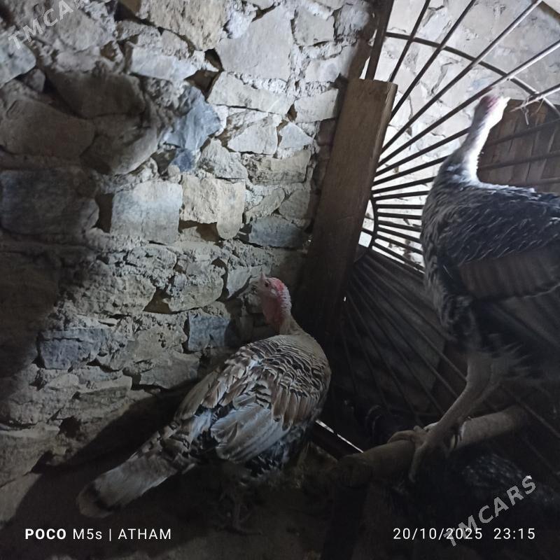 induk horaz - Magdanly - img 2