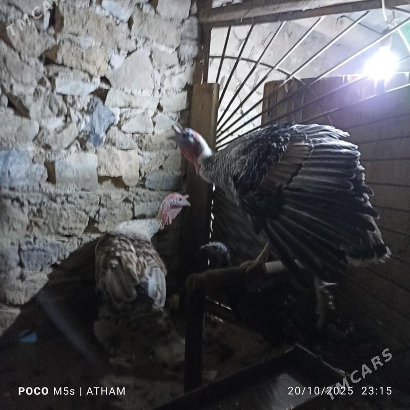 induk horaz - Magdanly - img 1