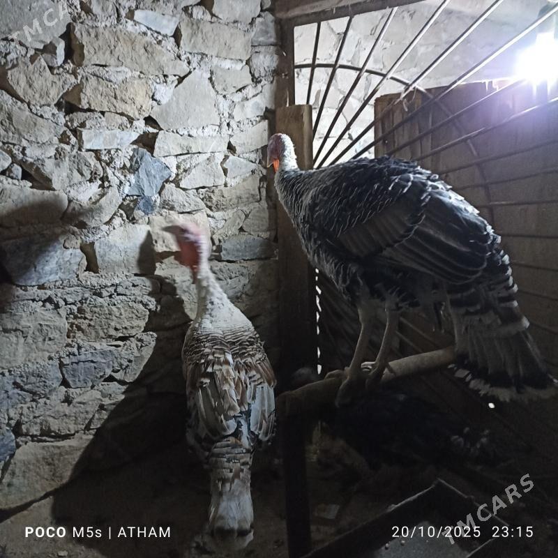 induk horaz - Magdanly - img 3