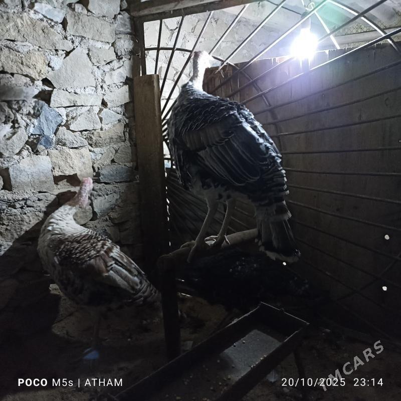 induk horaz - Magdanly - img 4