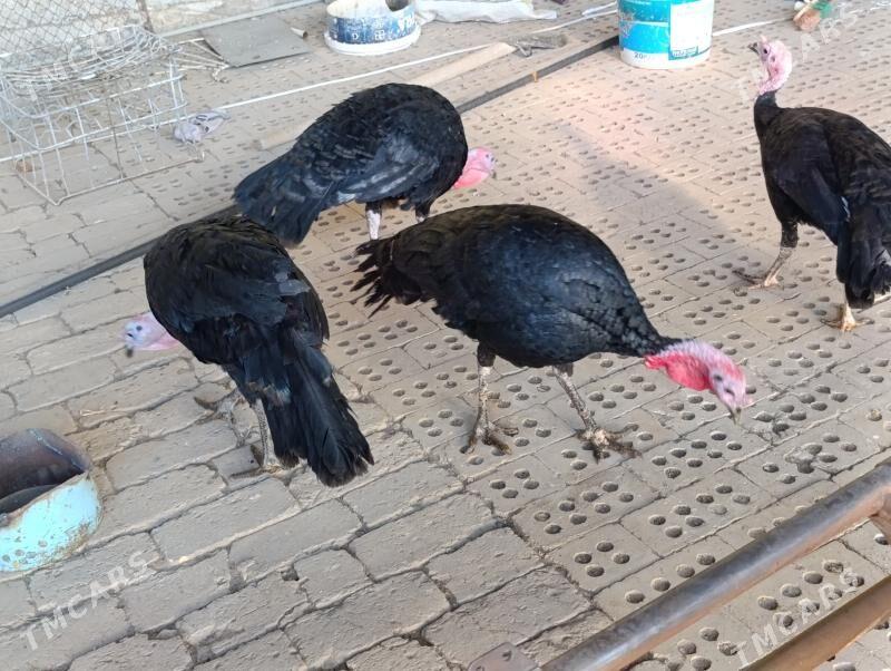 Induk - Mary - img 5