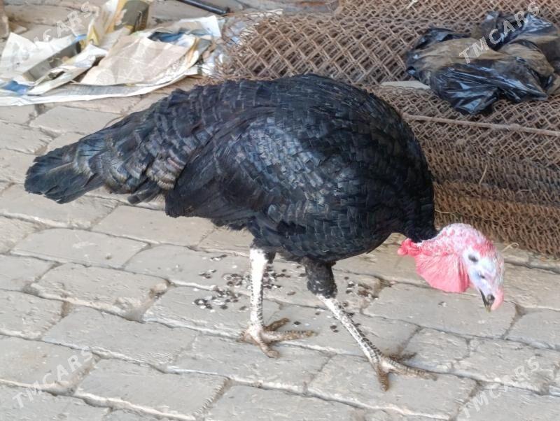 Induk - Mary - img 2