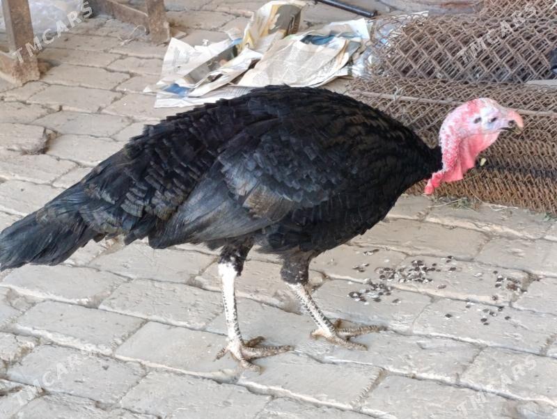 Induk - Mary - img 3