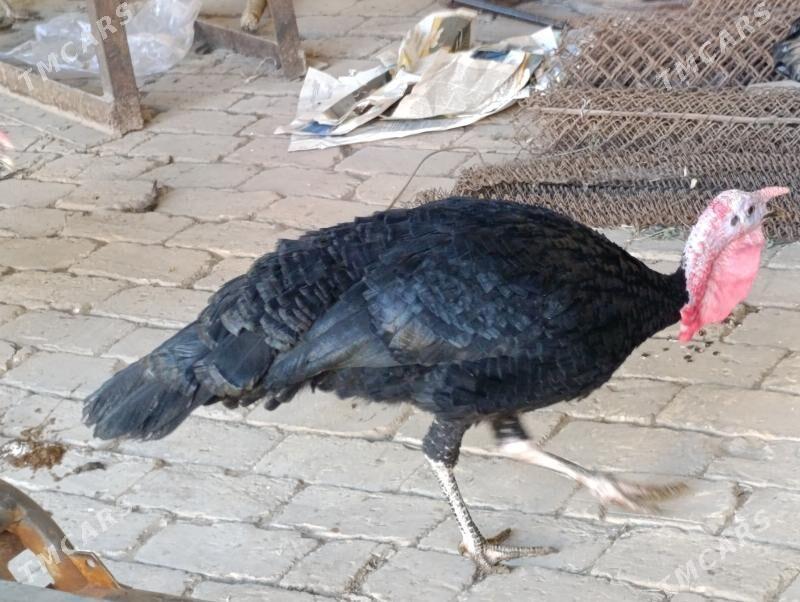 Induk - Mary - img 4