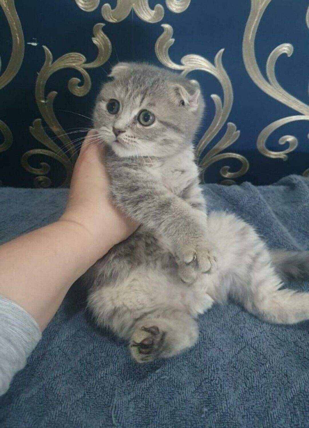 Вислоухий мальчик - Ашхабад - img 8