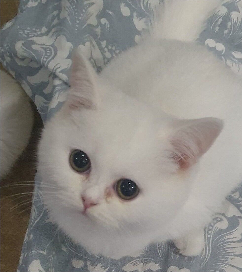 Вислоухий мальчик - Ашхабад - img 4