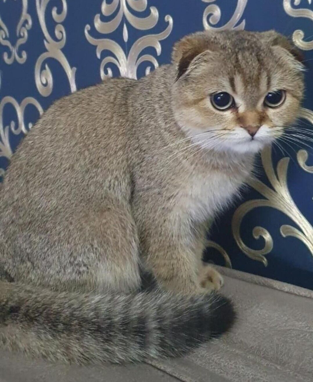 Вислоухий мальчик - Ашхабад - img 7