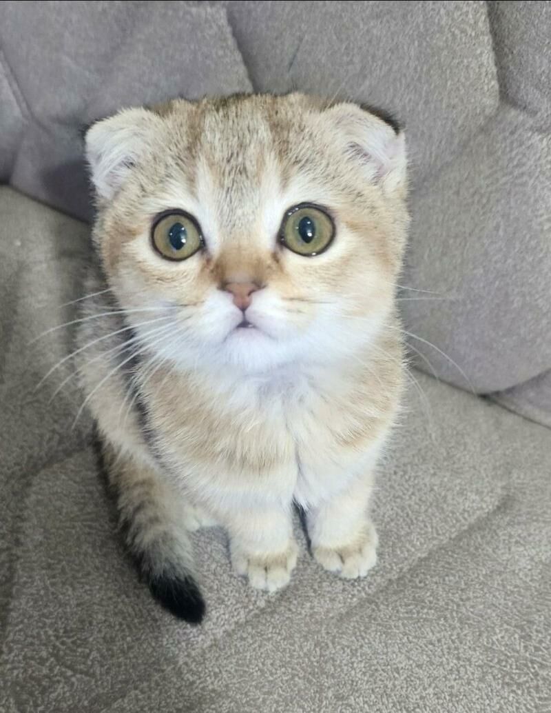 Вислоухий мальчик - Ашхабад - img 9