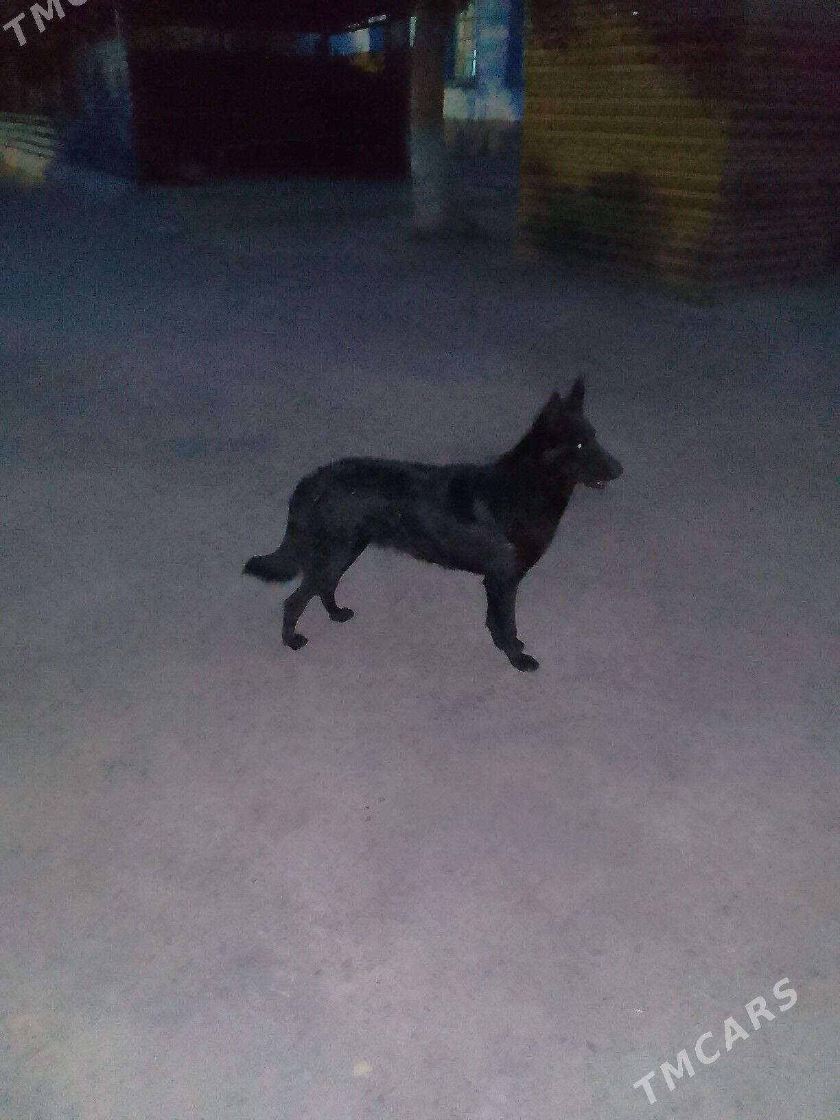 Авчарка чорны - Серхетабат (Кушка) - img 1