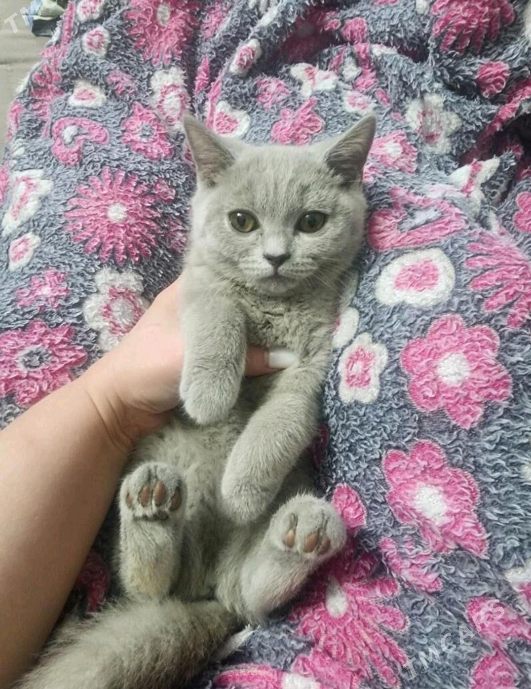 Шотландские котята - Aşgabat - img 3