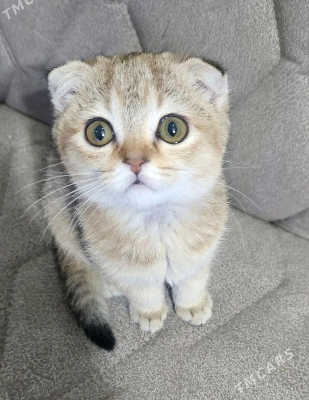 Шотландские котята - Aşgabat - img 4