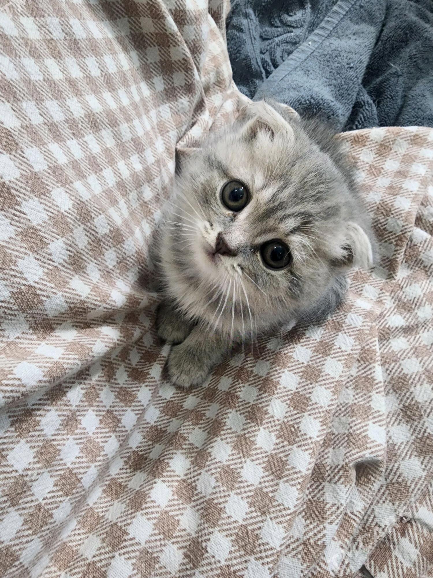 Шотландские котята - Aşgabat - img 10