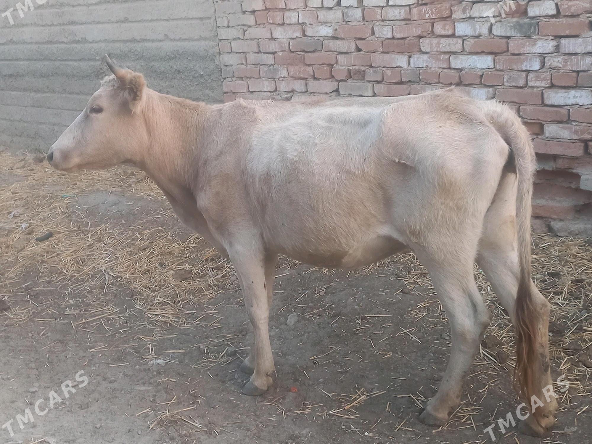 yas gysyr sygyr - Gyzylarbat - img 3