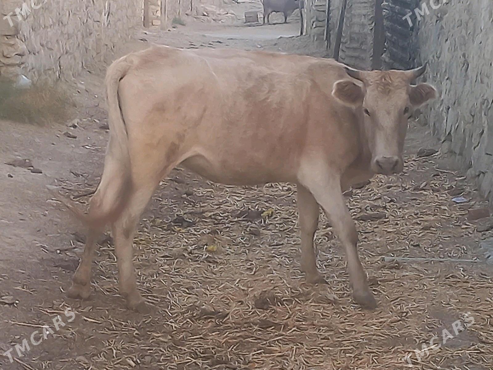 yas gysyr sygyr - Gyzylarbat - img 1