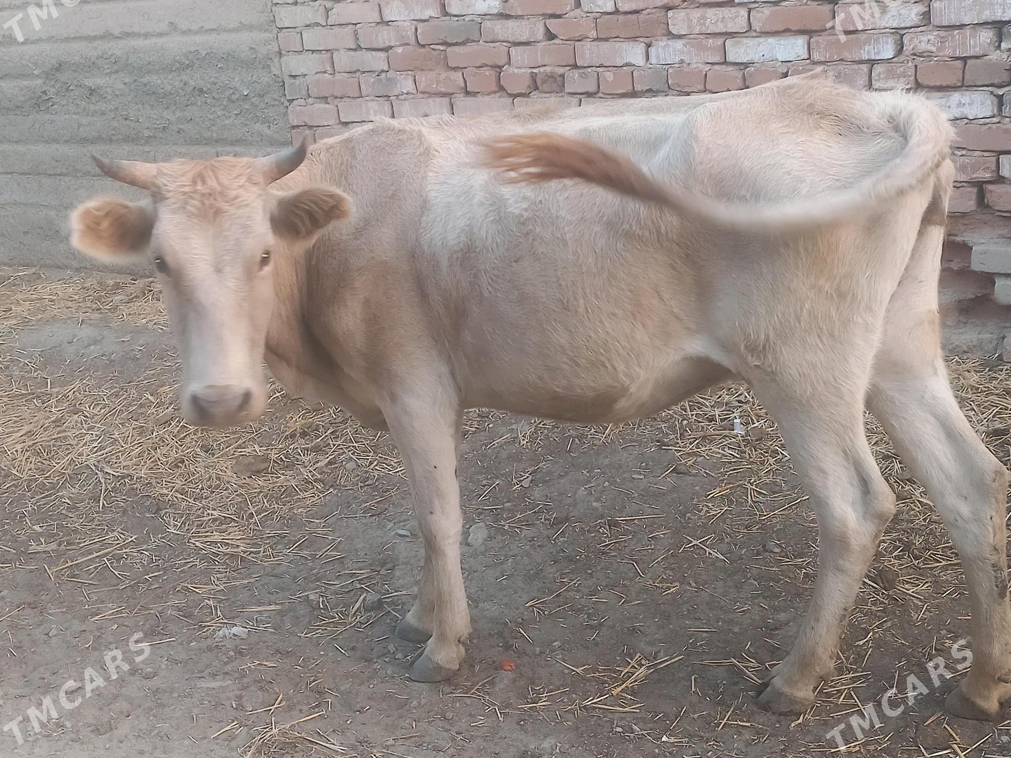 yas gysyr sygyr - Gyzylarbat - img 2