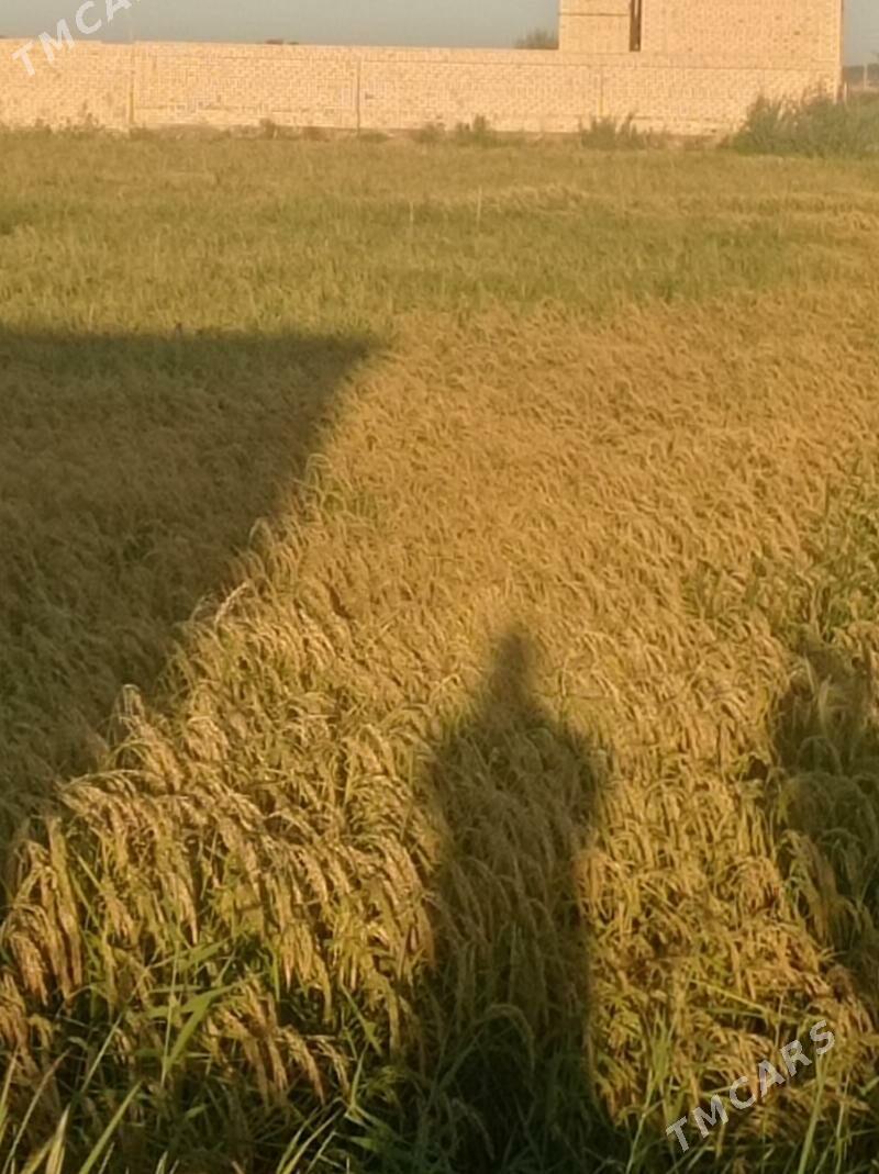 Mellek jay  4 pasilka - Шабатский этрап - img 1