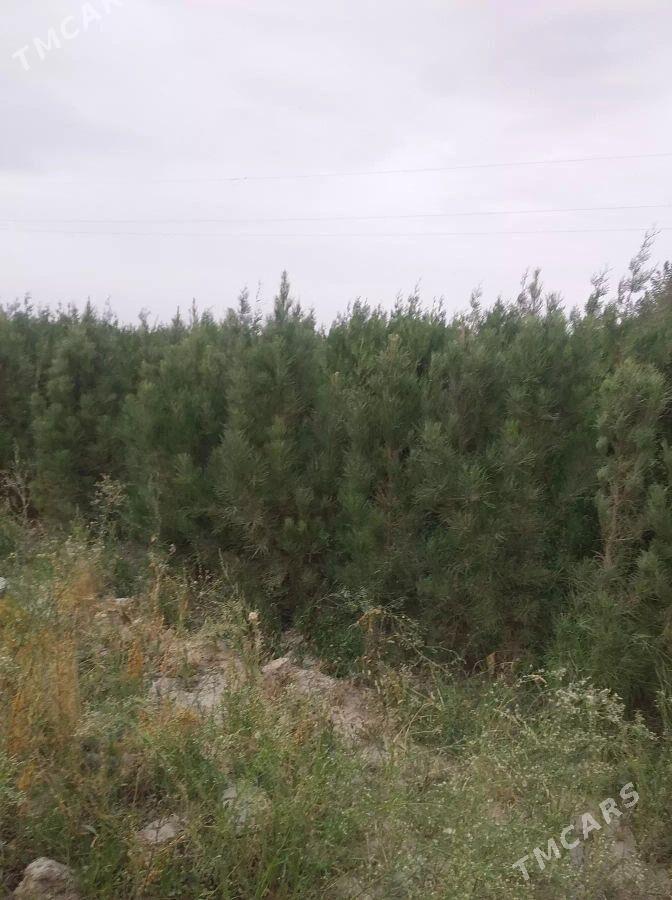 sasana tuwye - Кака - img 3