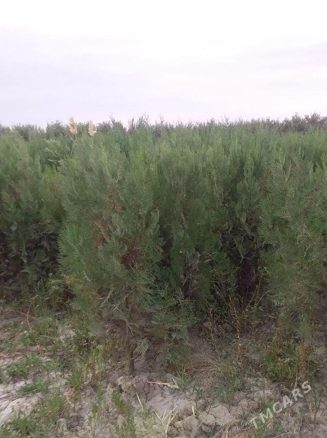 sasana tuwye - Кака - img 2