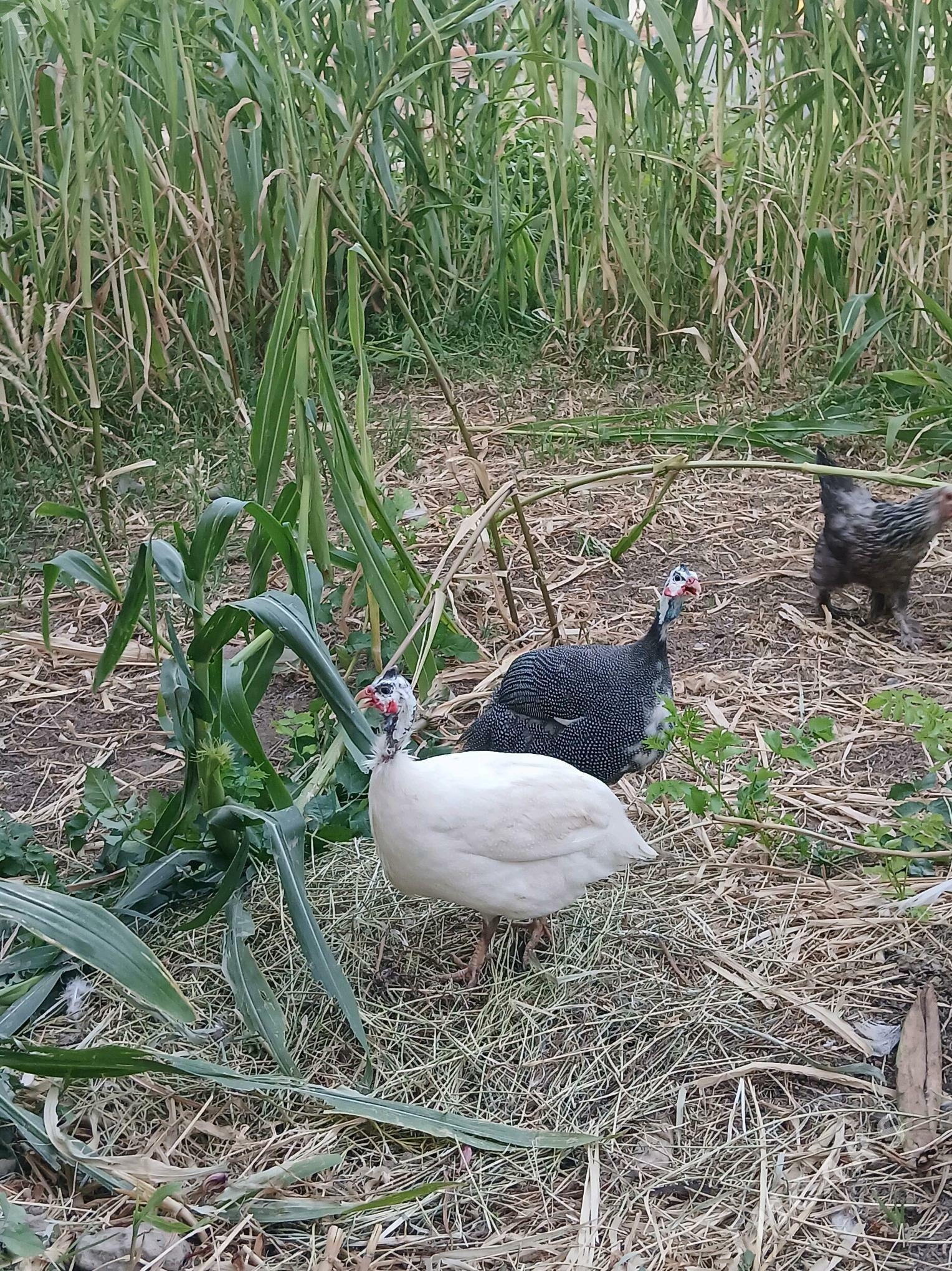 induk, sesarka - Gökdepe - img 2