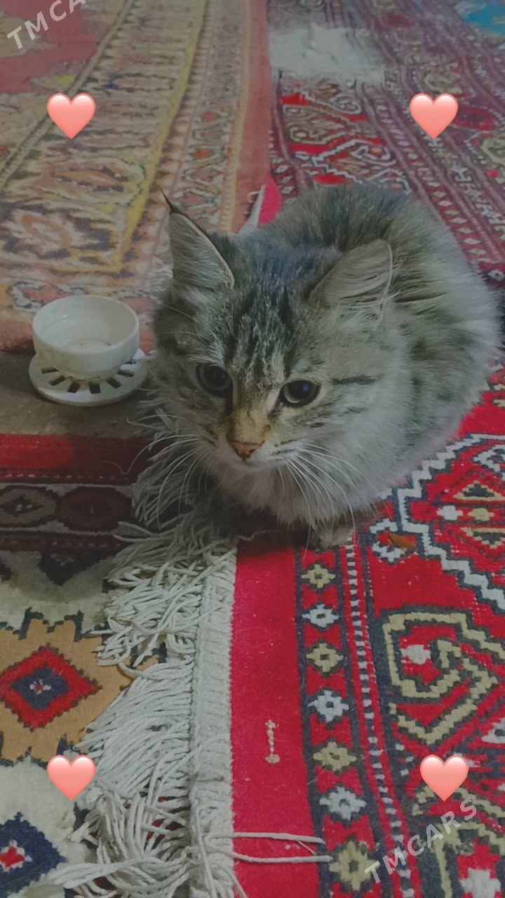 pişik - Ашхабад - img 2