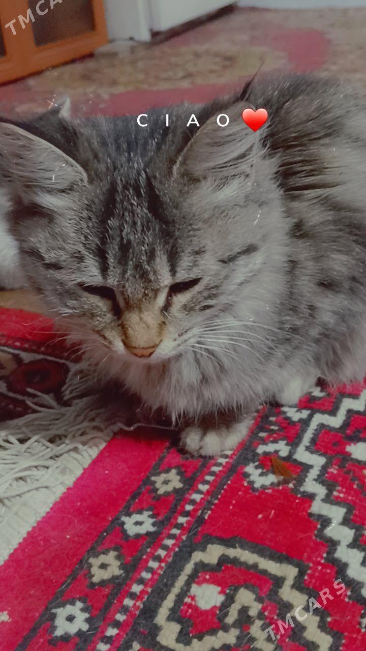 pişik - Ашхабад - img 3