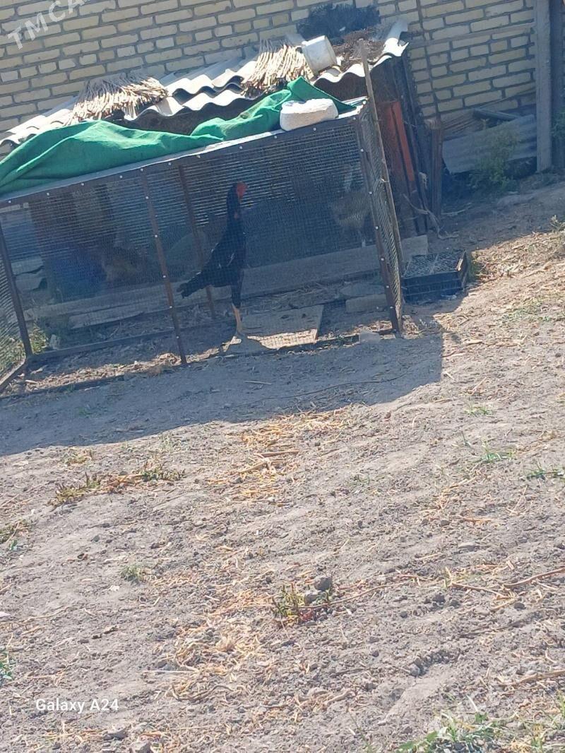 baysok - Dänew - img 1