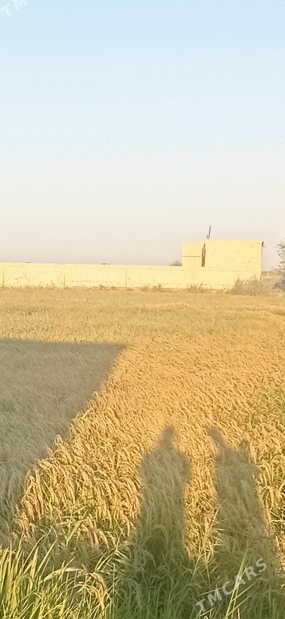 Mellek jay  4 pasilka - Шабатский этрап - img 5