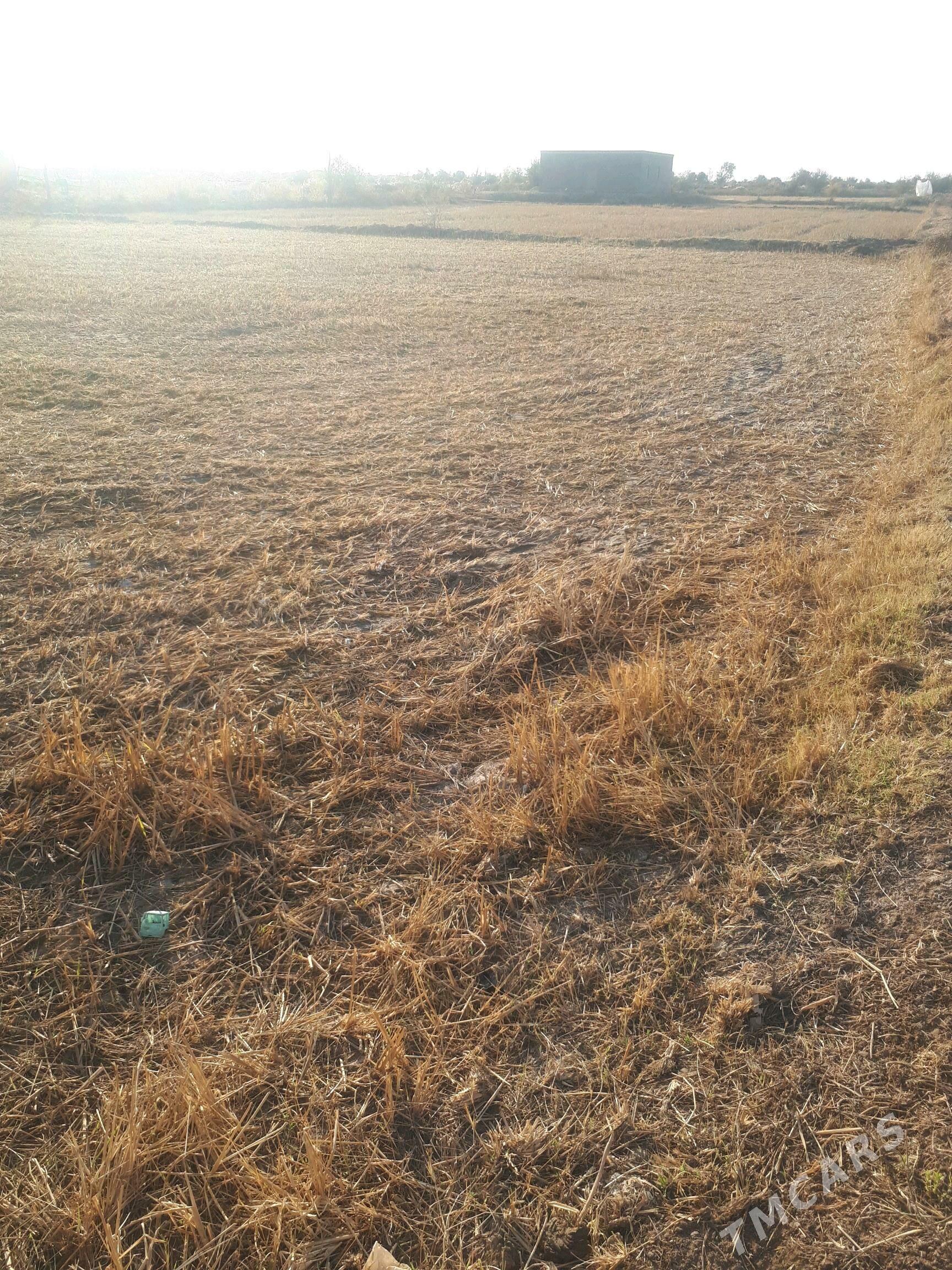 Mellek jay  4 pasilka - Шабатский этрап - img 6