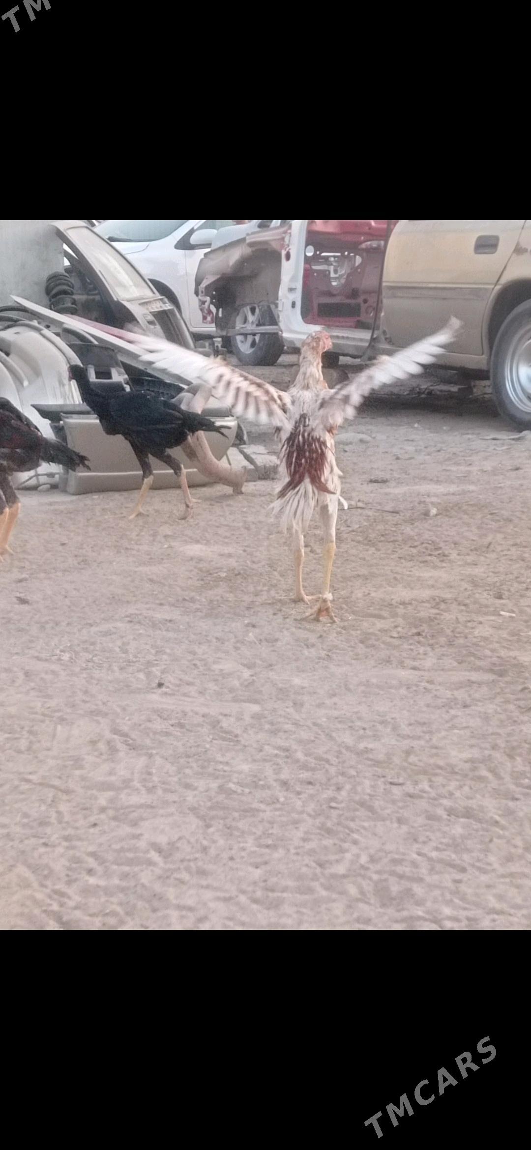 horaz jüje - Mary - img 3