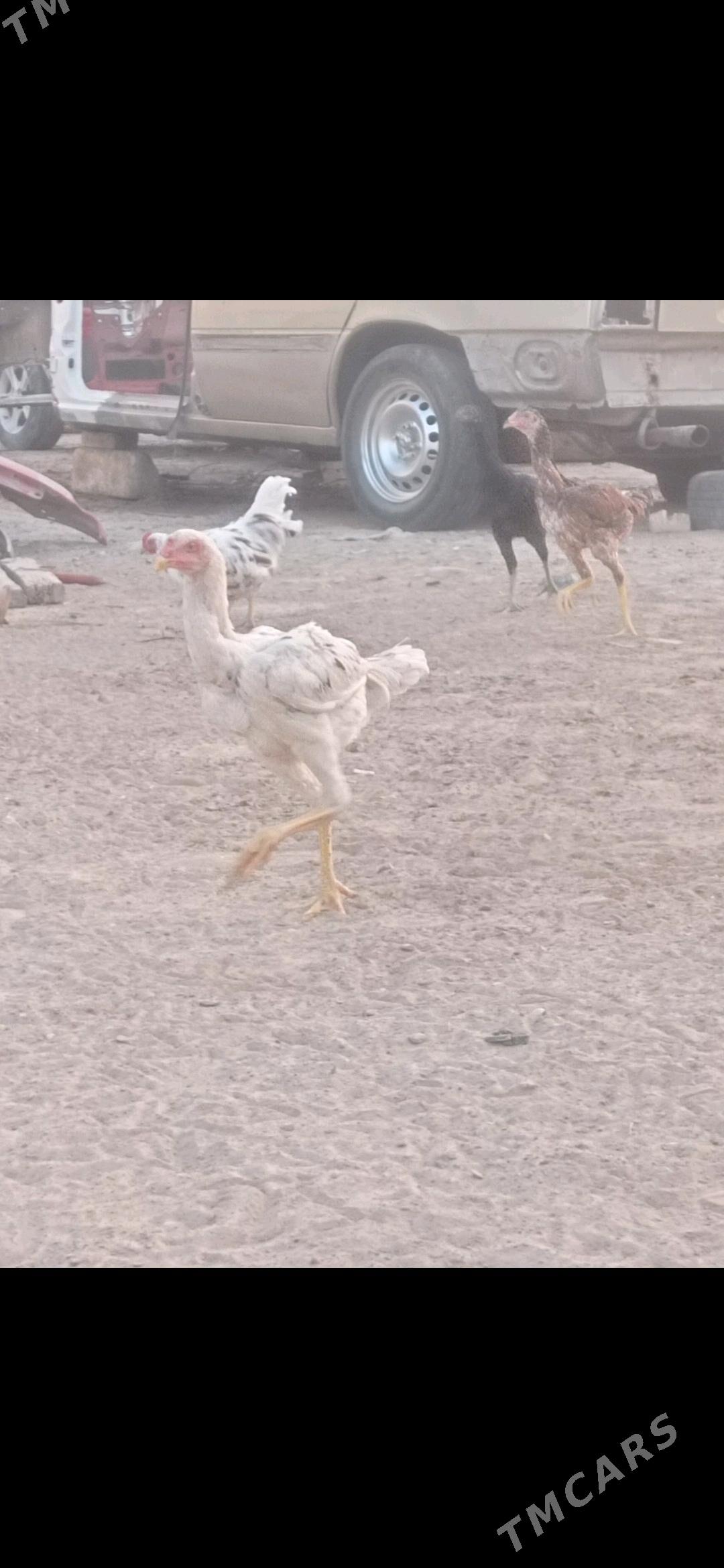 horaz jüje - Mary - img 6