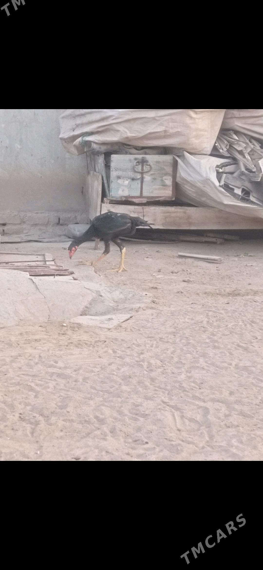 horaz jüje - Mary - img 2