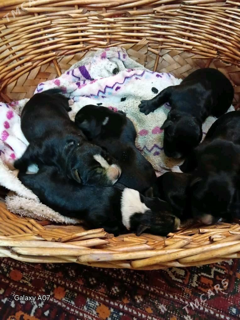 gujuk kani korso - Aşgabat - img 1