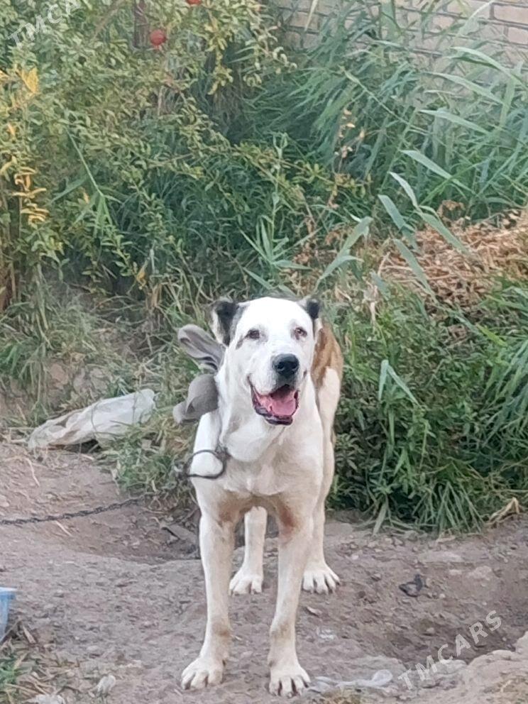 yolbars - Векильбазар - img 4