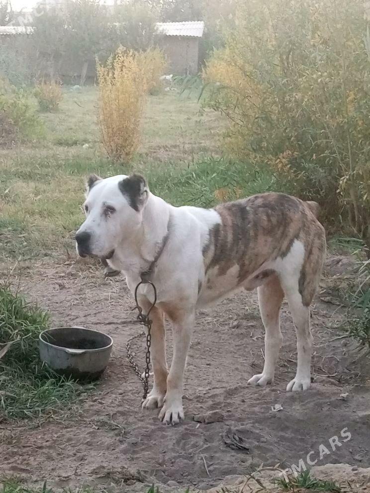 yolbars - Векильбазар - img 1