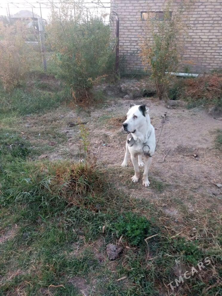 yolbars - Векильбазар - img 2