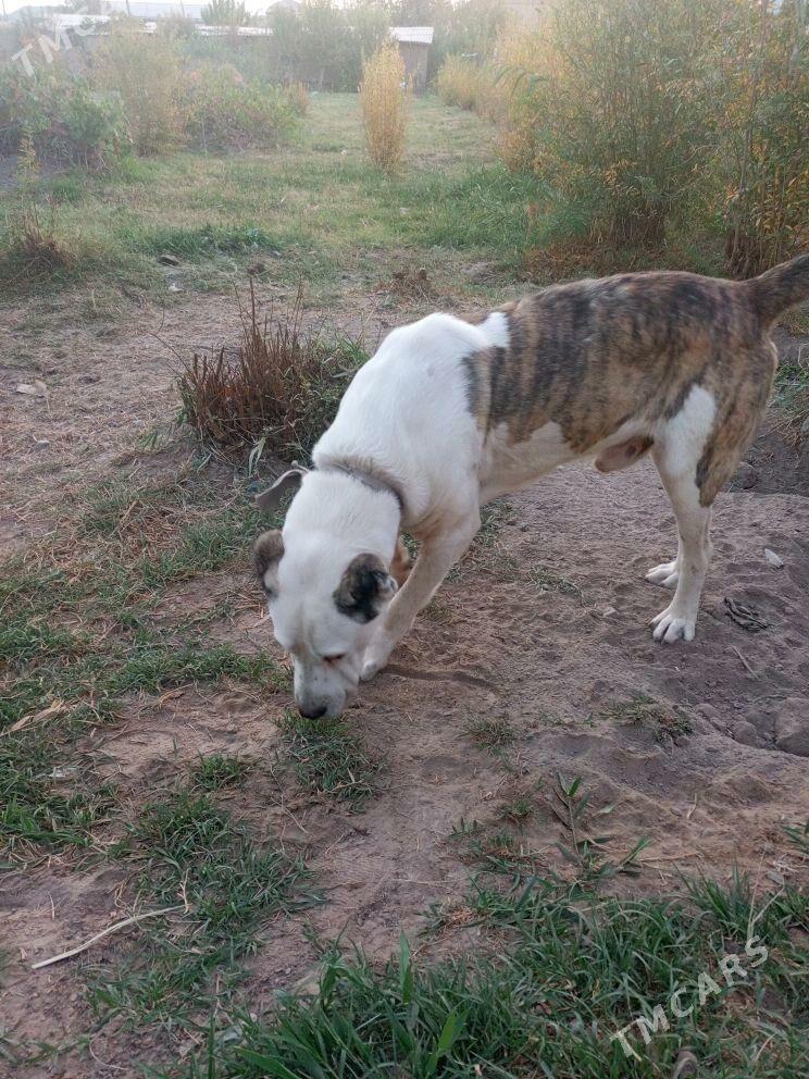 yolbars - Векильбазар - img 3